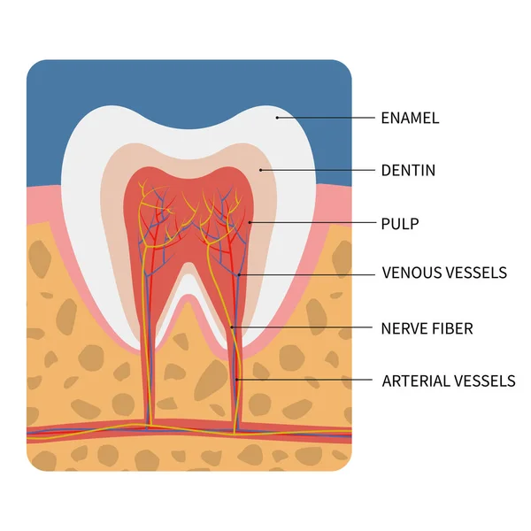 Vector illustratie: Anatomie van een doorsnede van een tand voor medische opleiding en tandheelkundige zorg. — Stockvector