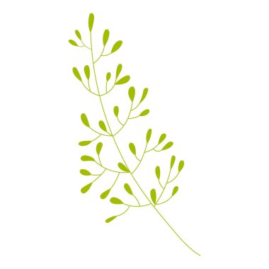 Vektör çizimi: sevimli çiçek dalı. Beyaz arka planda yalıtılmış ilkbahar çiçeği. Düğün tasarımı için illüstrasyon, tebrik kartı.