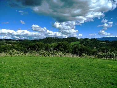 Yeni Zelanda 'da çok güzel bir bitkiye bakın.