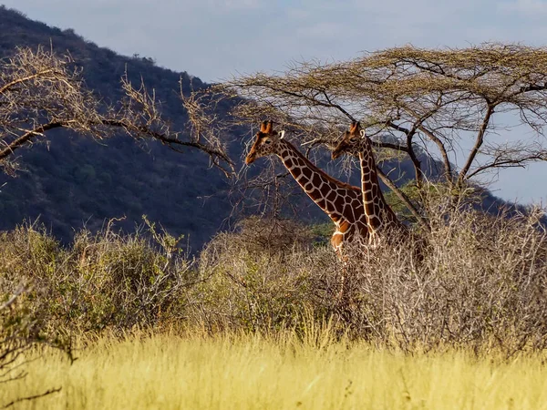 Kenya Samburu Ulusal Parkı 'nda Zürafalar