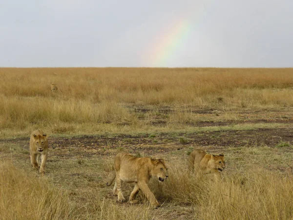 Dişi aslanlar Masai Mara 'da geziniyor.