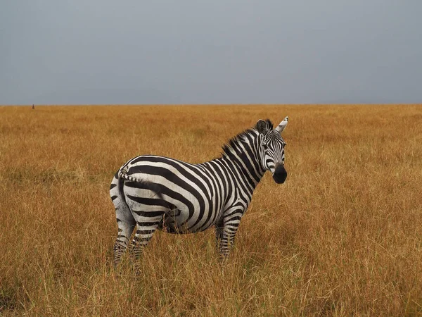 Zebra Masai Mara, Kenya