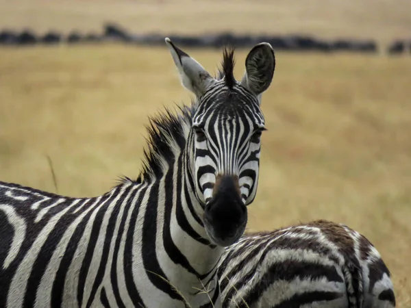 Zebra savanayı gözetliyor.