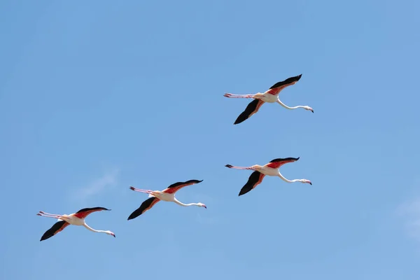 Delta del Ebro 'da flamingolar uçuyor