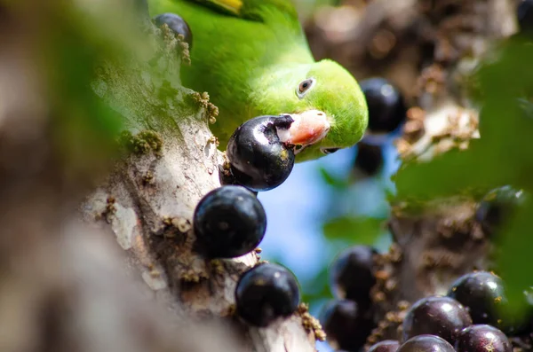 Maritaca, Brazilian bird eating jaboticaba or jaboticaba. selective focus.