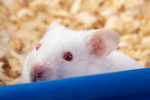 Albino hamster with arrow name, curious animal. selective focus