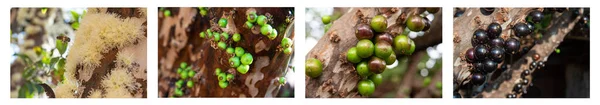 Montage with 4 photos depicting the growth stages of jabuticaba in close up.