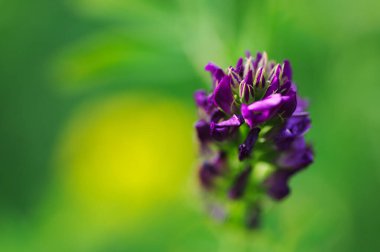 Çiçekli güzel arkaplan.