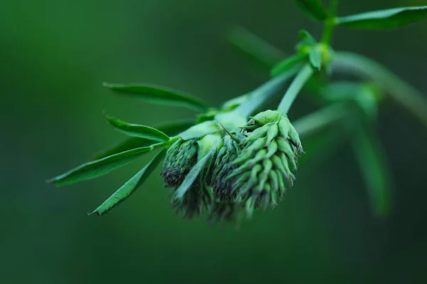 Çayırdaki bir bitkiye yakın çekim.