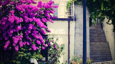 Evin önünde çiçek açan çalılar..