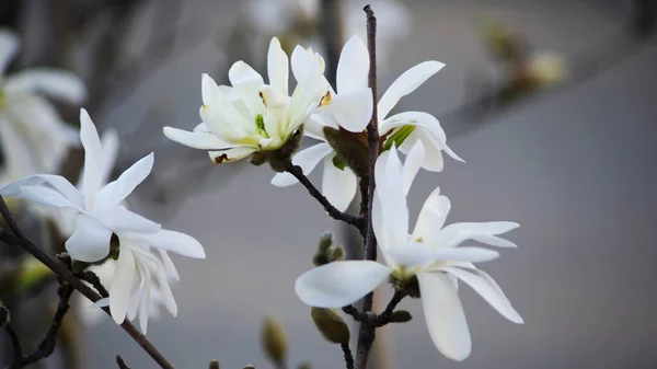 Şehirde beyaz çalı.