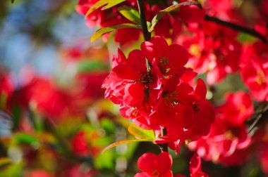 Güzel kırmızı çiçekli çalılar..