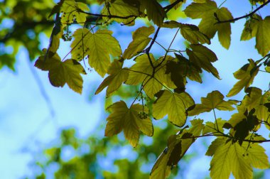 Ağaçtaki yeşil yapraklar.