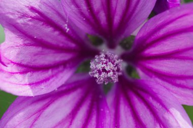 Pembe bir çiçeğin ayrıntıları.