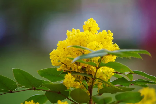 Çayırdaki sarı çiçek..