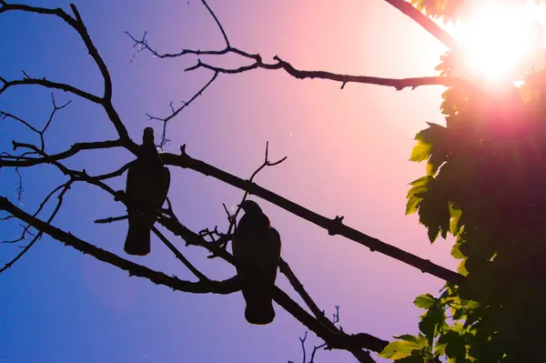 Gün batımında bir dalda iki kuş.