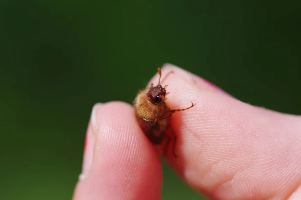 Skalbaggarna Krymper Fångenskap Mellan Fingrarna — Stockfoto