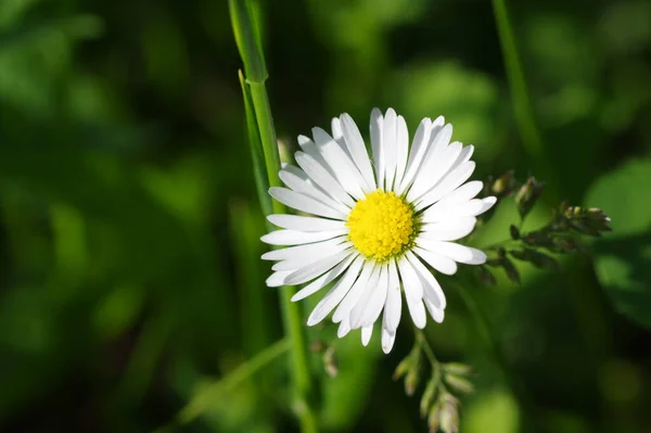 Çimlerde beyaz papatya