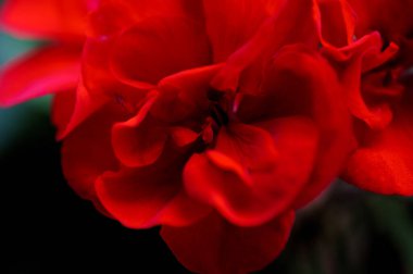 Kırmızı bir çiçeğe yakın çekim.