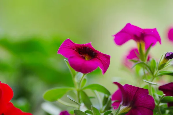 yeşil arkaplanda mor çiçekler.