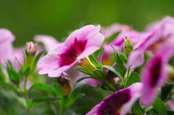 Bahçedeki pembe çiçekler.