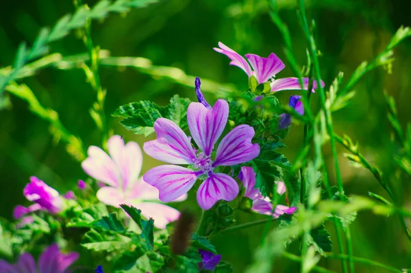Yeşil çimlerde mor çiçekler.