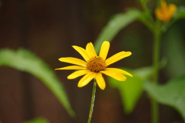 Bahçedeki sarı çiçek.