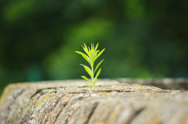 Yalnız yeşil bitki duvarda.