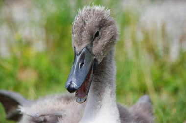 Genç bir kuğunun portresi.