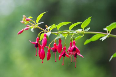 Bir sürü kırmızı çiçek..