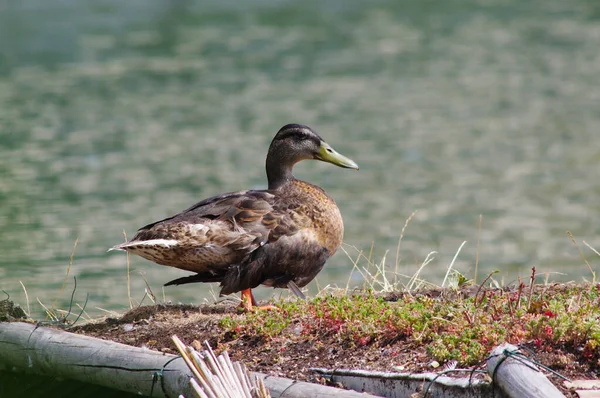 Canard Sauvage Bord Lac — Photo