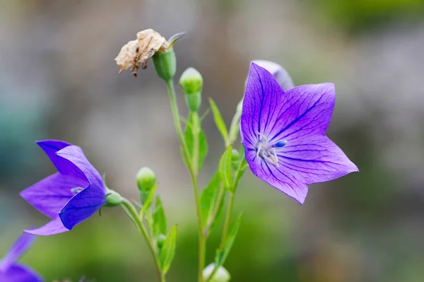 Flor Púrpura Sobre Fondo Verde — Foto de Stock