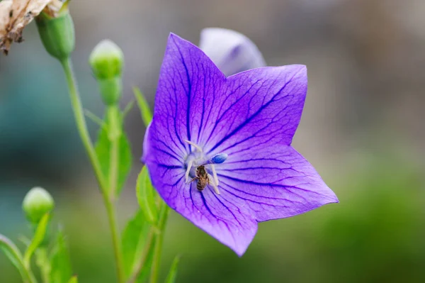 Bellissimo Fiore Viola Nel Prato — Foto Stock