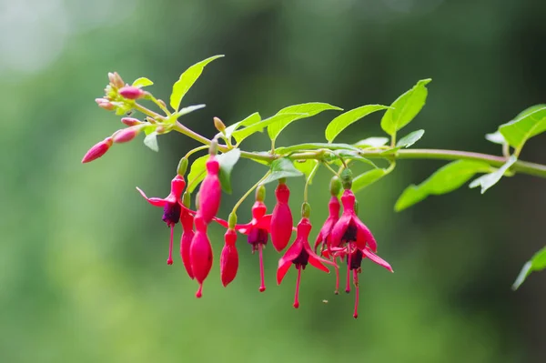 Bir sürü kırmızı çiçek..