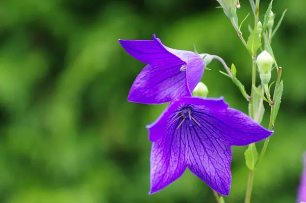 緑の背景に紫色の花を咲かせ — ストック写真