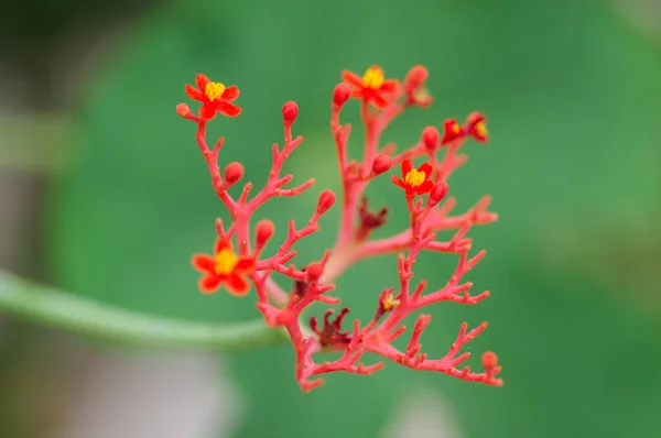 Красное Растение Зеленом Фоне — стоковое фото