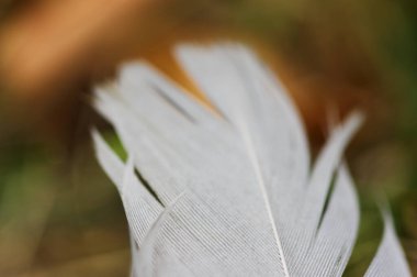 Beyaz kuş tüyü ile arka plan.
