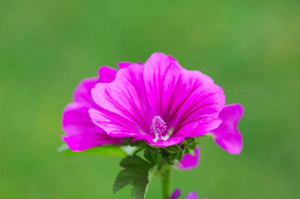 Szczegóły Kwiat Ogrodzie — Zdjęcie stockowe