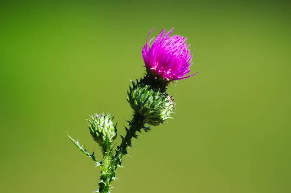 緑の背景にピンクの花 — ストック写真