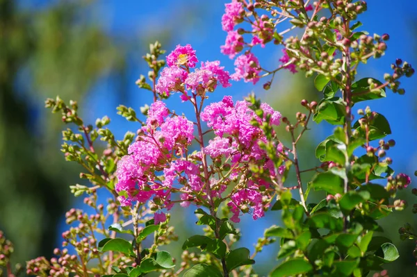 Pembe çiçekli bitki.