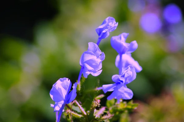 Piccoli Fiori Prato Blu — Foto Stock