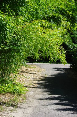 Yeşil çalıların altındaki yol.