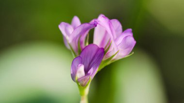 Yeşil arka planda pembe çiçek.