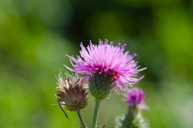 Çayırdaki pembe bitki..