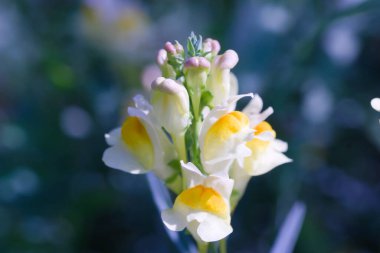 Çayırdaki sarı-beyaz çiçek.