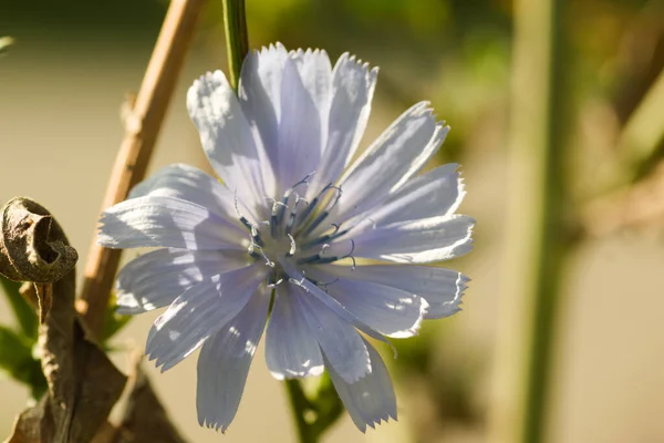Beyaz bir çayır çiçeğinin ayrıntıları.