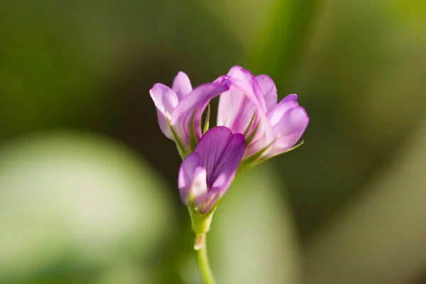 Yeşil arka planda pembe çiçek.