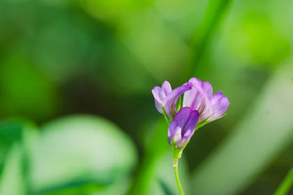 草原の小さな紫色の花 — ストック写真