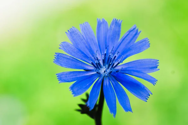 Bellissimo Fiore Prato Blu — Foto Stock