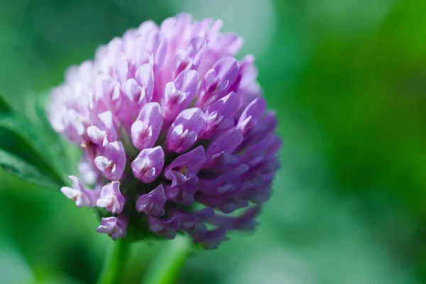 Pink Clover Flower Meadow — Stock Photo, Image